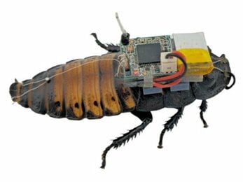 生きたゴキブリに電子装置　「サイボーグ昆虫」が群れを制御　広島大などのチーム開発　機動力生かし被災者捜索で実用化目指す